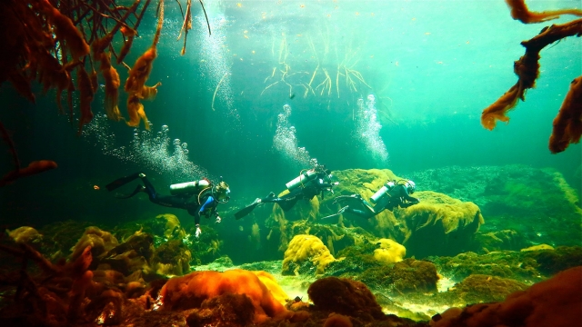  在里维埃拉玛雅潜水 